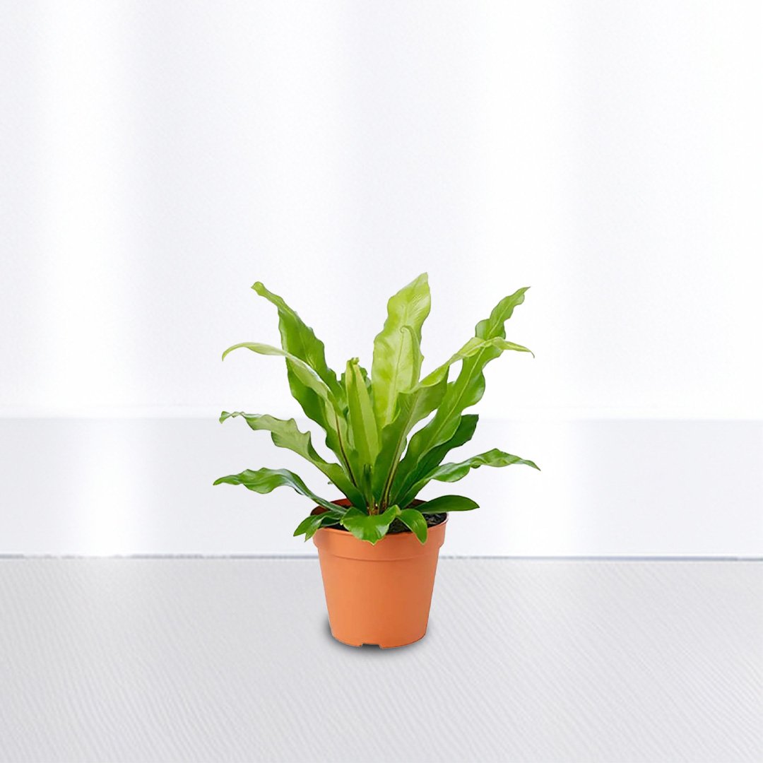 Bird Nest Fern